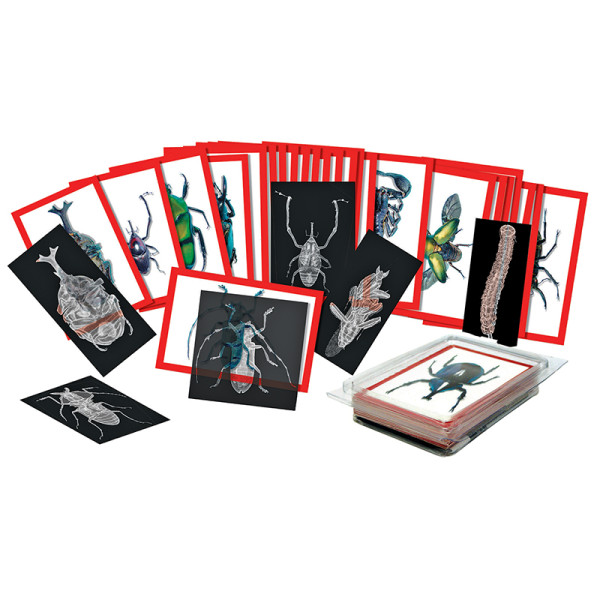 Insekten-Röntgenbilder und Bildkarten-Set, 72 tlg.