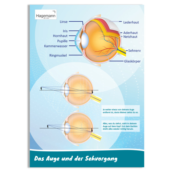 Hagemann Poster Das Auge und der Sehvorgang