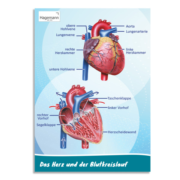 Hagemann Poster Das Herz von innen und außen