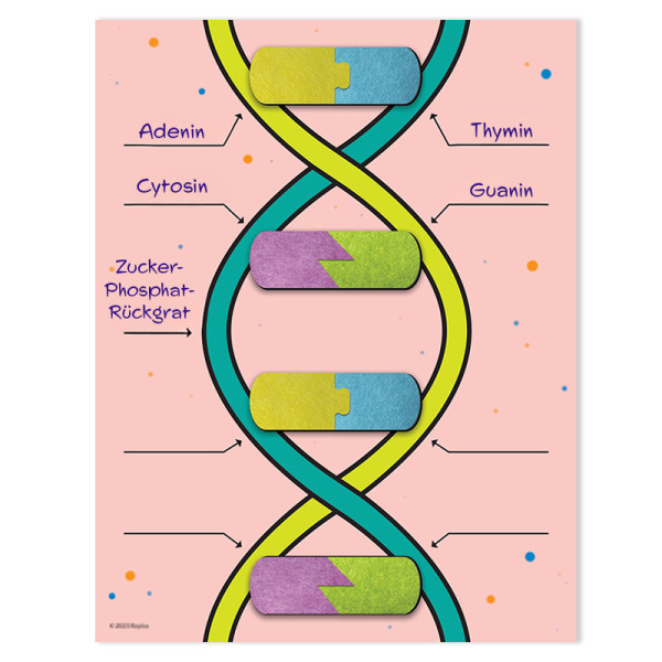 DNA-Bausatz